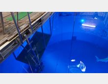 Metallplattform mit Holzbelag und grüner Bodenmatte über einem großen, tiefen, blauen Wasserbecken in einem Innenraum. Sichtbar sind eine Leiter, Seile und eine Wand mit Backsteinen und Beleuchtung; im Wasser schwimmt ein weißer Hai-Modell.