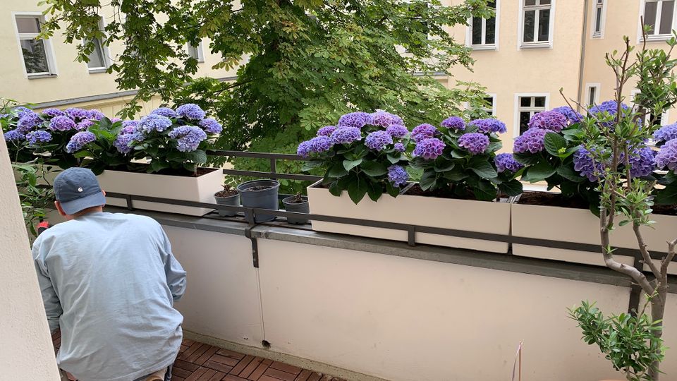 Balkon mit Holzfliesen und weißer Brüstung, auf der mehrere lange Pflanzkästen mit blühenden lila Hortensien stehen. Im Hintergrund sind ein großer Baum und helle Wohnhausfassaden mit Fenstern eines Innenhofs zu sehen.