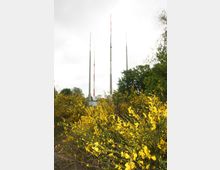 Drei schlanke Sendemasten ragen in den Himmel, umgeben von gelbem Blütenstrauch und dichter Vegetation, bei bewölktem Wetter. Im Vordergrund dominieren leuchtend gelbe Blüten, während Bäume den Hintergrund teilweise verdecken.