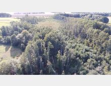 Luftaufnahme eines dichten Waldgebiets mit hohen Bäumen und grüner Vegetation. Im Vordergrund ist eine Lichtung mit zwei Pferden sichtbar, im Hintergrund erstrecken sich Felder und weitere Waldflächen.