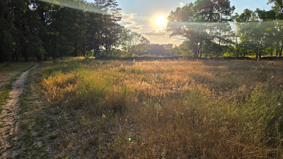 Weite Wiesenfläche mit hohem, trockenem Gras, umgeben von Baumgruppen; links verläuft ein schmaler Sandweg am Rand entlang. Tief stehende Sonne mit Lensflare erhellt die Lichtung vor einem bewaldeten Hintergrund.