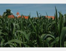 Ein Maisfeld im Vordergrund, dahinter sind rote Ziegeldächer und ein Fachwerkturm einer Dorfstruktur sichtbar, umgeben von Bäumen unter klarem, blauem Himmel.