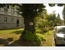 Straßenansicht mit einem großen Baum im Vordergrund, an dem ein Parkverbotschild befestigt ist, daneben ein gepflegtes Gebäude mit grauer Fassade und weißen Fensterrahmen. Im Hintergrund sind Bäume, Sträucher und parkende Autos auf einem schmalen parallelen Parkstreifen zu sehen.