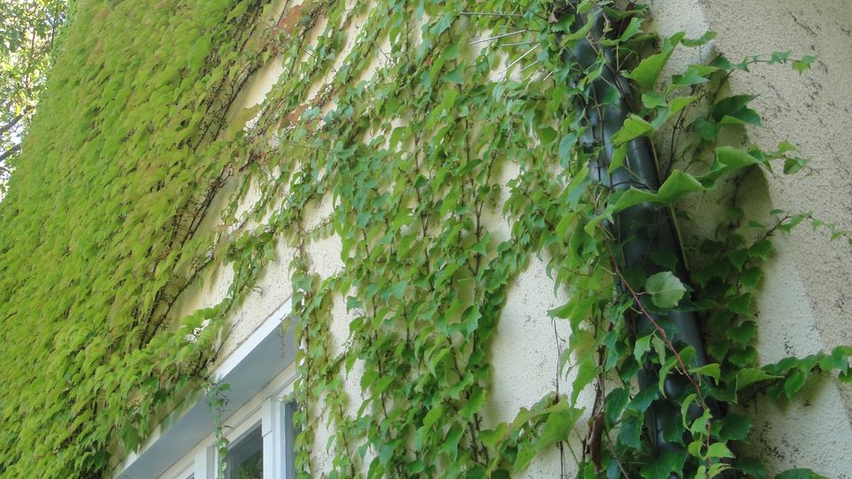 Außenansicht einer hell verputzten Hauswand, die großflächig mit grünem Efeu bewachsen ist. Rechts verläuft ein schwarzes Regenfallrohr, darunter ist ein weiß gerahmtes Fenster zu sehen.