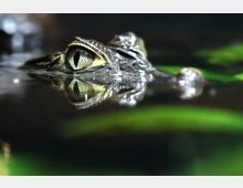 Nahaufnahme eines Krokodilkopfes, der knapp über der Wasseroberfläche schwebt, mit einem klar erkennbaren Auge. Im Hintergrund sind unscharfe grüne Pflanzen und dunkles Wasser zu sehen.