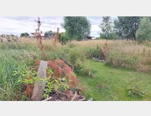 Wiese mit hohem Gras und vereinzelten Bäumen im Hintergrund, umgeben von dichten Sträuchern und Pflanzen. Im Vordergrund sind trockene Äste, Holzstücke und kleine Büsche zu sehen, daneben ein schmaler Rasenpfad.