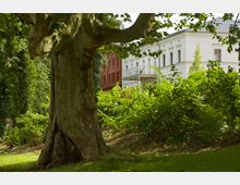Großer Baum mit knorrigem Stamm im Vordergrund eines Parks, im Hintergrund ein weißes Gebäude mit klassizistischen Fassaden und ein rotes Backsteingebäude, umgeben von dichter grüner Vegetation.