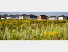 Reihen moderner Einfamilienhäuser mit Satteldächern im Hintergrund, davor eine große Wiese mit hohen Gräsern und gelb blühenden Wildpflanzen unter einem klaren, blauen Himmel.