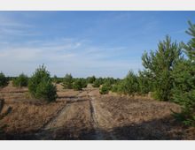 Offene Landschaft mit niedrigen Kiefern und trockenem, gelblich-braunem Gras. Im Vordergrund verläuft ein schmaler, unbefestigter Weg, während der Himmel klar und blau ist.