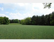 Weite Wiese mit grünem Getreidefeld im Vordergrund, gesäumt von einzelnen Laubbäumen und einem dichten Nadelwald im Hintergrund. Der Himmel ist leicht bewölkt.