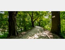 Ein Waldweg mit festem, sandigem Boden, flankiert von großen, schattenspendenden Bäumen und dichtem Blattwerk. Ein kleines Schild mit der Aufschrift „Rügener Wall“ ist an einem der Baumstämme angebracht.