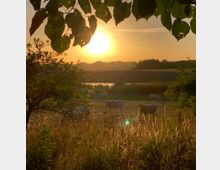Weidelandschaft bei Sonnenuntergang mit grasenden Kühen im Vordergrund, umgeben von hohen Gräsern und Bäumen; im Hintergrund ein kleiner See und flache Hügel.