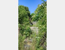 Ein Garten mit dichtem grünen Bewuchs, darunter hohe Gräser und blühende Sträucher. Im Hintergrund ist ein Holztor zu sehen, umgeben von Bäumen, unter einem klaren, blauen Himmel.