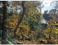 Waldszene im Herbst mit buntem Laub und Sonnenlicht, das durch die Bäume scheint. Im Vordergrund hängen ein Vogelhäuschen und eine Schaukel an Ästen, im Hintergrund ist ein kleiner See sichtbar.