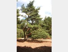 Eine einzelne Kiefer steht auf trockenem, sandigem Boden in einer Lichtung, umgeben von weiteren Bäumen im Hintergrund. Der Himmel ist teils bewölkt und die Sonne wirft Schatten auf den Boden.