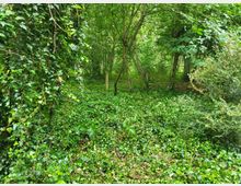 Dichter, grüner Wald mit üppigem Efeubewuchs auf dem Boden und an den Bäumen. Im Hintergrund stehen mehrere schlanke Bäume unter einem dichten Blätterdach.