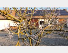 Ein frostbedeckter Baum mit moosbewachsenen Ästen steht im Vordergrund, während im Hintergrund ein Gebäude mit Holzfassade, weißen Wänden und einem mit Solarpanelen bedeckten Ziegeldach zu sehen ist. Der Boden ist mit Raureif bedeckt, und das Licht deutet auf eine winterliche Morgen- oder Abendstimmung hin.