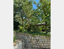 Ein Gartenbereich mit einer niedrigen Steinmauer aus grobem Naturstein, überwachsen von Efeu und umgeben von verschiedenen Bäumen, darunter eine auffällige Araukarie. Im Hintergrund sind dichte Pflanzen, ein Sonnenschirm und blauer Himmel sichtbar.