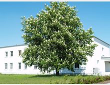 Ein großer blühender Baum mit weißen Blüten steht vor einem weißen, modernen Gebäude mit mehreren rechteckigen Fenstern. Im Vordergrund ist eine grasbewachsene Fläche mit niedrigen Sträuchern zu sehen, und der Himmel ist wolkenlos blau.