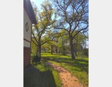 Blick auf eine grüne Wiese mit hohen, blattreichen Bäumen im Sonnenlicht; links im Bild ist ein Teil eines Hauses mit Fachwerkelementen und einer rotbraunen Ziegelfassade zu sehen. Ein schmaler Weg aus roten Pflastersteinen führt von der Hauswand in die Wiese.