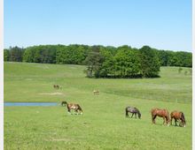 Weite, grüne Wiese mit mehreren grasenden Pferden, umgeben von einem Holzzaun. Im Hintergrund sind dicht bewachsene Bäume und ein kleiner Teich auf der linken Seite zu sehen.