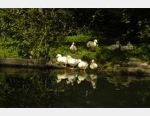 Eine Gruppe weißer Enten steht und sitzt am Ufer eines kleinen Teiches, dessen ruhiges Wasser die Tiere und die umgebende Vegetation spiegelt. Im Hintergrund ist dichter Wald mit grüner Vegetation zu sehen, das Ufer ist mit Beton eingefasst.