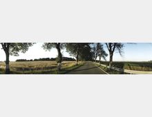 Ländliche Allee mit asphaltierter Straße, gesäumt von hohen Bäumen mit weiß markierten Stämmen. Links befinden sich Getreidefelder, rechts sind landwirtschaftliche Grünflächen zu sehen, ergänzt durch Leitplanken entlang der Straße.