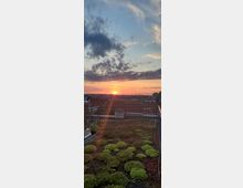 Sonnenuntergang über einer Stadt, gesehen von einer begrünten Dachterrasse mit metallischen Geländern und Moos- und Pflanzflächen im Vordergrund; der Himmel ist teils bewölkt und in warmen Farben beleuchtet.