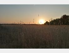 Ein weites Feld mit hohen, trockenen Gräsern im Vordergrund, beleuchtet von einem orangefarbenen Sonnenuntergang am Horizont. Im Hintergrund ist eine Baumreihe unter einem klaren Himmel zu sehen.