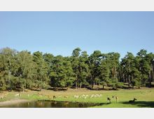Waldlichtung mit einer Herde von Rehen und Antilopen, die auf einer grasbewachsenen Fläche nahe einem kleinen Teich grasen; im Hintergrund stehen dichte Nadelbäume unter klarem blauem Himmel.