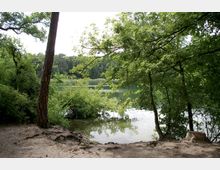 Waldgebiet mit Blick auf einen See, umgeben von dichtem Grün und hohen Bäumen. Im Vordergrund sandiger Boden mit sichtbaren Wurzeln und einem abgesägten Baumstumpf; das Wasser ist ruhig und spiegelt die umgebende Vegetation.