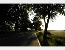 Eine einfache Landstraße, gesäumt von hohen Bäumen, die lange Schatten auf die Fahrbahn werfen. Rechts der Straße erstrecken sich offene Felder bei tiefstehendem Sonnenlicht.