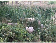 Schafe weiden in dicht bewachsenem Ufergras mit hohen Gräsern, Büschen und Schilf. Im Hintergrund sind Bäume und ein Gewässer erkennbar.