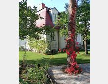 Einfamilienhaus mit rotem Ziegeldach und cremeweißer Fassade, umgeben von einem gepflegten Garten mit Bäumen und Rasen. Im Vordergrund steht ein Baum, dessen Stamm mit roten Kletterpflanzen bewachsen ist, daneben ein gepflasterter Weg.