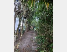 Ein schmaler Gartenweg aus Betonplatten führt durch eine grüne Umgebung mit Bambussträuchern auf der rechten Seite und Bäumen auf der linken Seite. Der Boden ist überwiegend erdig, und im Hintergrund sind bunte Elemente zu erkennen.