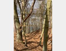 Laubwald im lichtdurchfluteten Winter oder frühen Frühling, mit zahlreichen Bäumen ohne Blätter. Der Boden ist mit einer Schicht aus braunem Laub bedeckt, und zwischen den Bäumen ist in der Ferne teilweise ein Blick auf einen See oder ein Gewässer zu erkennen.
