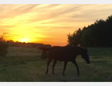 Eine Wiese bei Sonnenuntergang mit einem schwarzen Pferd im Vordergrund. Im Hintergrund sind Bäume und ein leuchtend orangefarbener Himmel zu sehen.