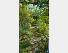 Ein schmaler, leicht verwilderter Gartenweg führt durch üppiges Grün zu einer Holzterrasse mit Tischen und Stühlen im Hintergrund. Die Szenerie ist von Bäumen und Sträuchern umgeben, unter hellem Tageslicht.