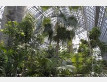 Großes Gewächshaus mit tropischen Pflanzen, darunter Palmen und dichtes Blattwerk, umgeben von einer hohen Glas-Stahl-Konstruktion, die natürliches Licht hereinlässt.