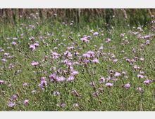 Eine Wiese mit zahlreichen blühenden lila Wildblumen, umgeben von grünem Gras und vereinzelten Halmen höherer Vegetation im Hintergrund.