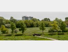 Parklandschaft mit einer Wiese, jungen Bäumen in einer Reihe und einem schmalen Kiesweg im Vordergrund. Im Hintergrund dichter Baumbewuchs und ein mehrstöckiges Wohngebäude.