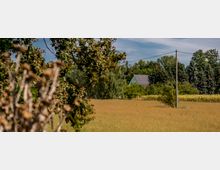 Eine Landschaft mit einer weiten Wiese und vereinzelten Bäumen im Vordergrund, im Hintergrund ein einzelnes Haus mit grauem Dach, umgeben von Bäumen und Sträuchern. Stromleitungen verlaufen über die Szene, und im Hintergrund ist ein Streifen mit Maisfeldern sichtbar.