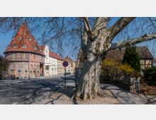 Straßenszene mit einem historischen Gebäude aus Backstein und Fachwerk mit markantem, spitzem, roten Dach, flankiert von weiteren historischen Häusern. Im Vordergrund steht ein großer Baum mit verzweigten Ästen, umgeben von einem Gehweg und Pflanzen.
