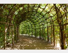 Laubengang mit einer Überdachung aus Holzgestellen und Rankpflanzen, die ein dichtes Blätterdach bilden. Der Boden ist mit Erde bedeckt, während Licht durch das Blätterwerk fällt und Schattenmuster erzeugt.