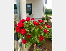 Ein blühender Rosenstrauch mit leuchtend roten Blüten steht in einem gepflegten Garten vor einem modernen Haus mit heller Fassade, großen Fenstern und einer Terrasse mit weißen Sitzmöbeln. Im Hintergrund sind Hecken und Grünflächen zu sehen.