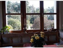 Ein gemütlicher Innenraum mit einer Holzbänken und einem Tisch, dekoriert mit einer gelben Blumenpflanze in der Mitte. Im Hintergrund ist ein großes Holzfenster, das den Blick auf einen Garten mit Bäumen und dichten Sträuchern freigibt.