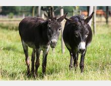 Zwei dunkelbraune Esel stehen auf einer grünen Wiese, umgeben von einer ländlichen Umgebung mit vereinzelten Zäunen und Bäumen im Hintergrund.