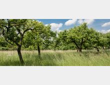 Obstgarten mit mehreren blühenden Bäumen, umgeben von hohem Gras. Im Hintergrund ein blauer Himmel mit vereinzelten Wolken und eine Holzbank auf einer Lichtung.