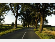 Ländliche Straße mit Asphaltbelag, gesäumt von hohen Bäumen, die Schatten spenden. Auf beiden Seiten der Straße befinden sich Felder und Wiesen in einer offenen Landschaft.