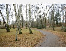 Ein Park mit einem gepflasterten Weg, der sich durch eine mit Birken und laubabwerfenden Bäumen bewachsene Landschaft schlängelt. Der Boden ist mit abgefallenen Herbstblättern bedeckt, und die Umgebung wirkt ruhig und weitläufig.